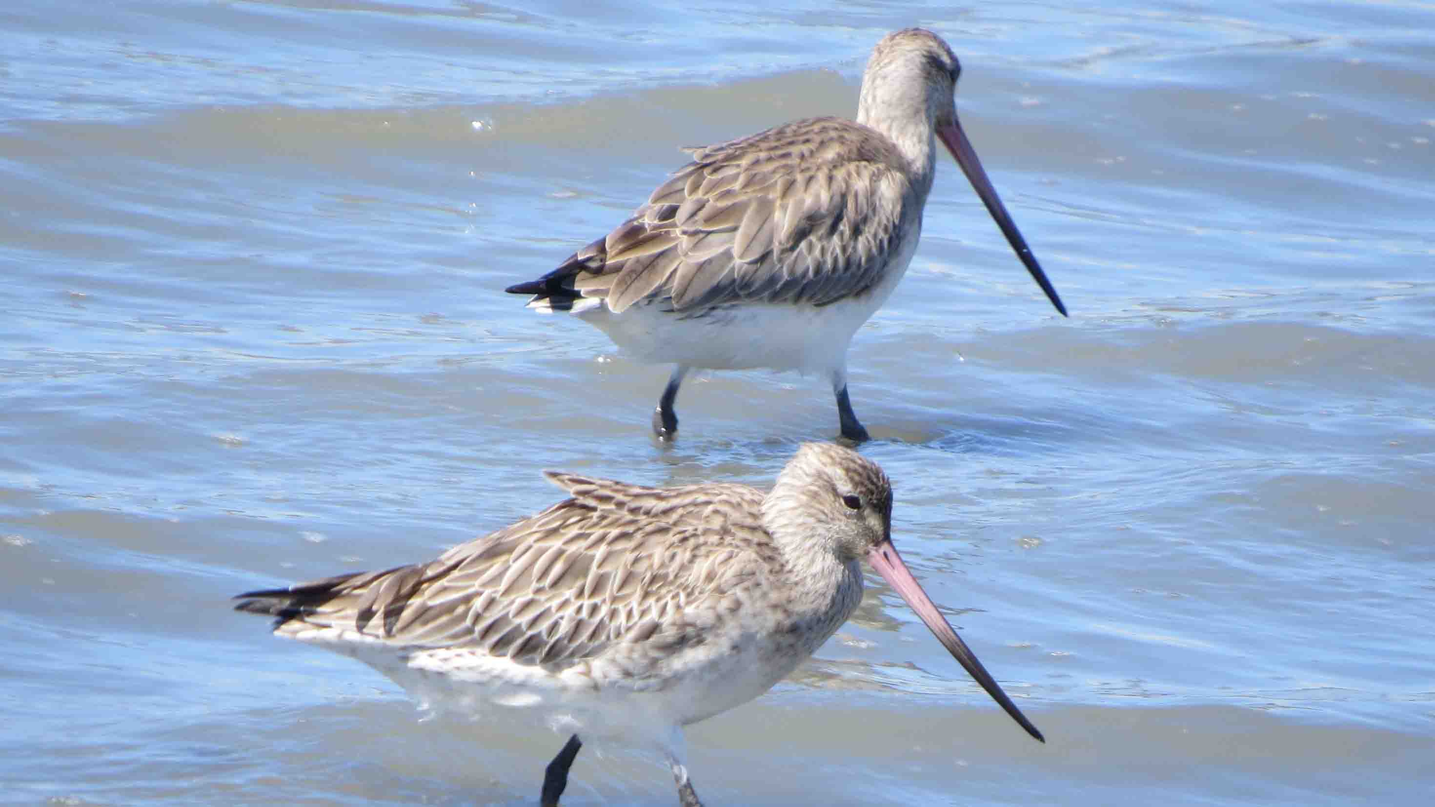 169 Godwits