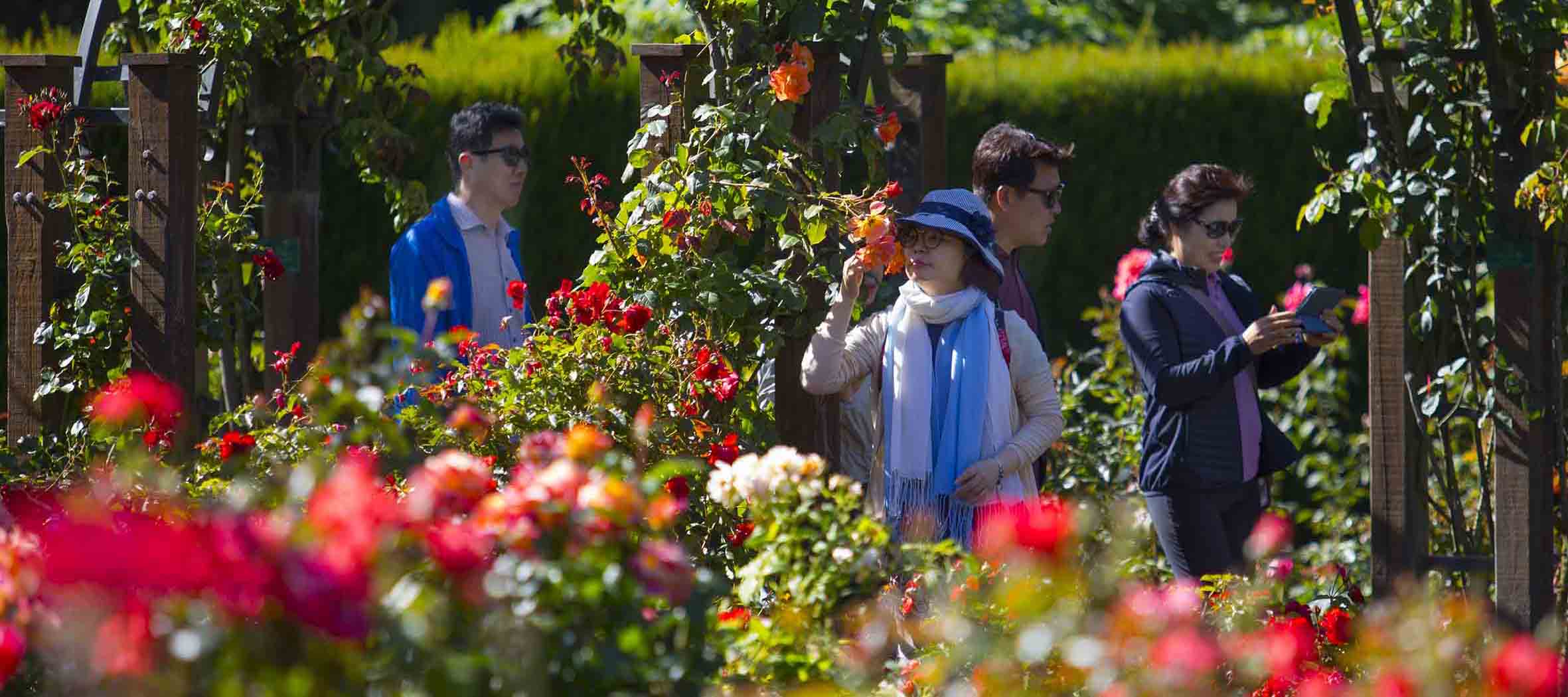 rosegardens t3
