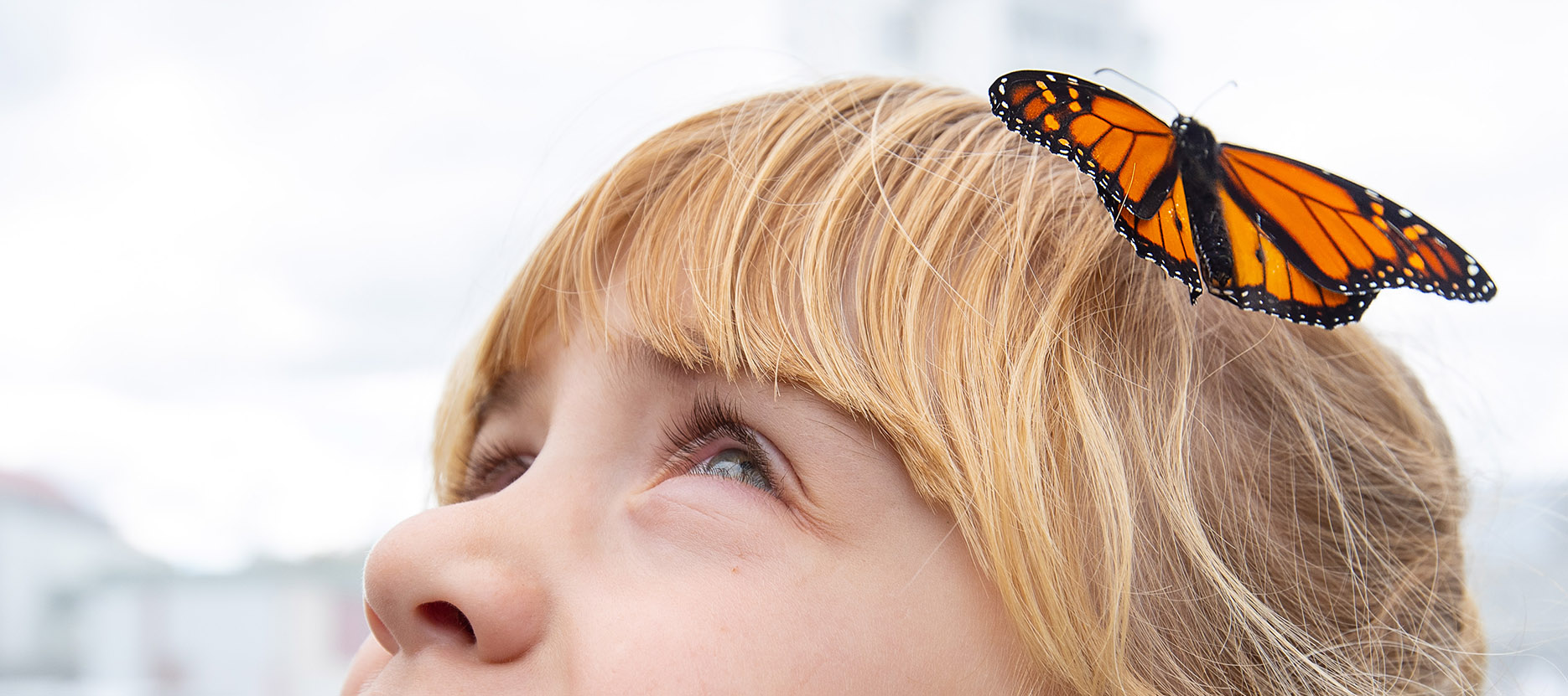 butterfly 030419 T3 1