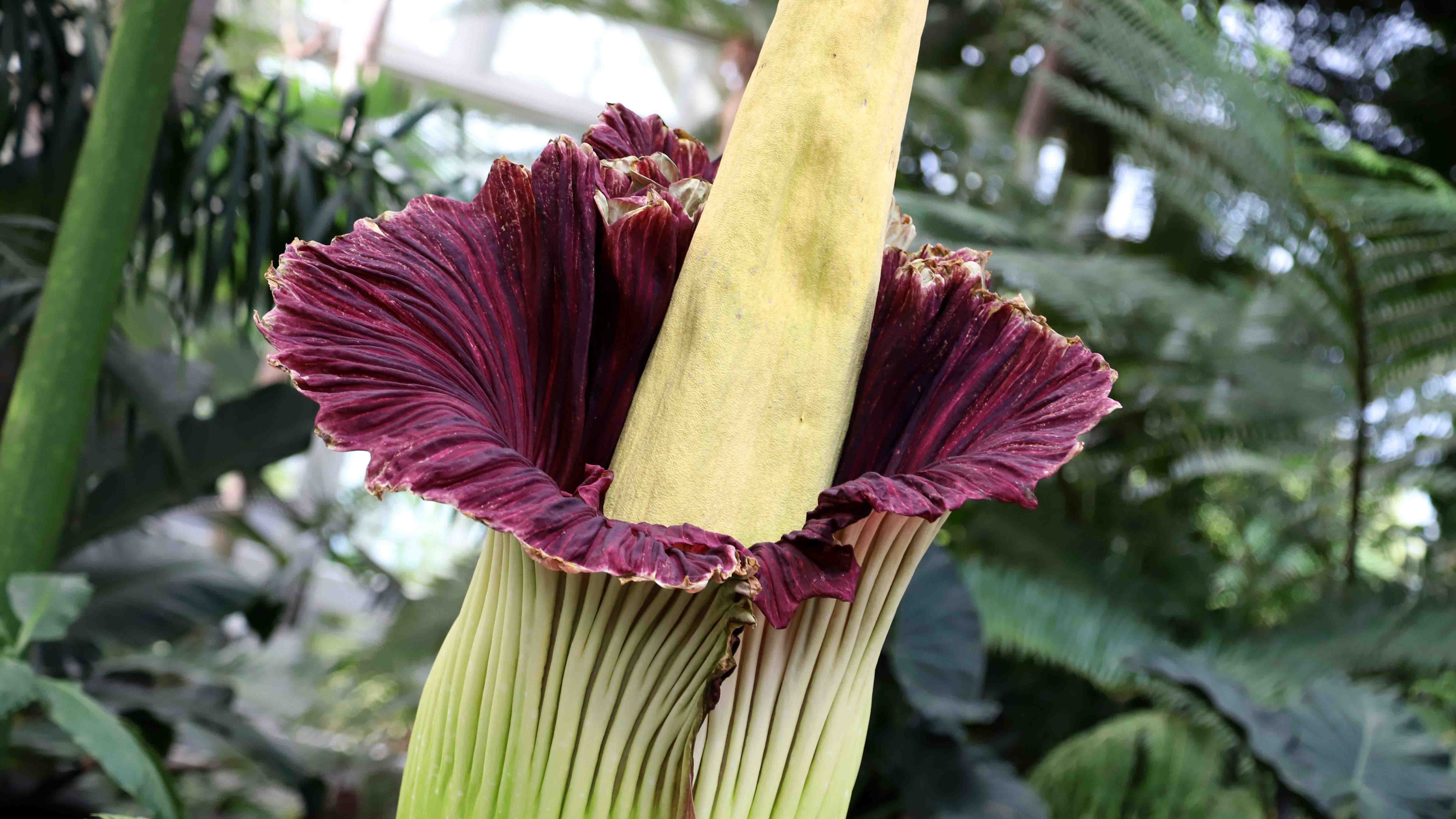 Rancid Smelling Corpse Flower Opening Up Newsline