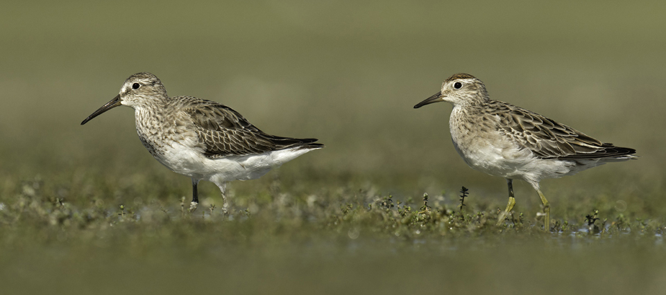 Coxs Sandpiper T3