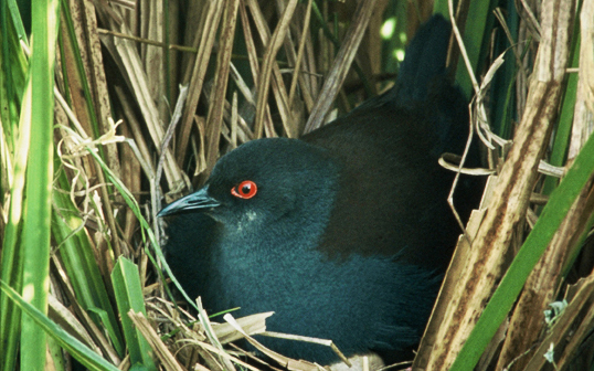 A rare spotless crake