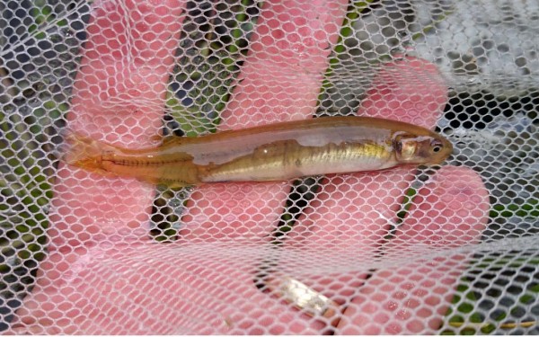 Inanga are a species of whitebait. 