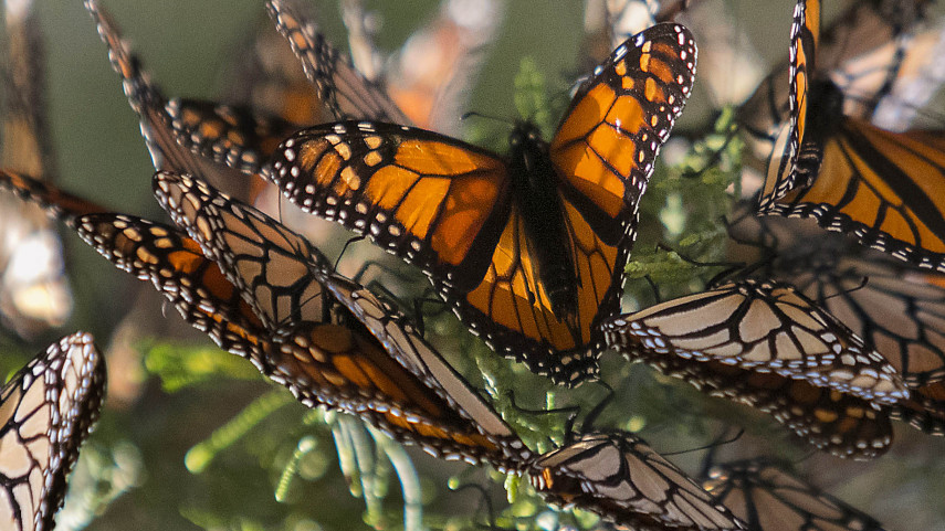 Magnificent monarch clusters fill Christchurch parks : Newsline