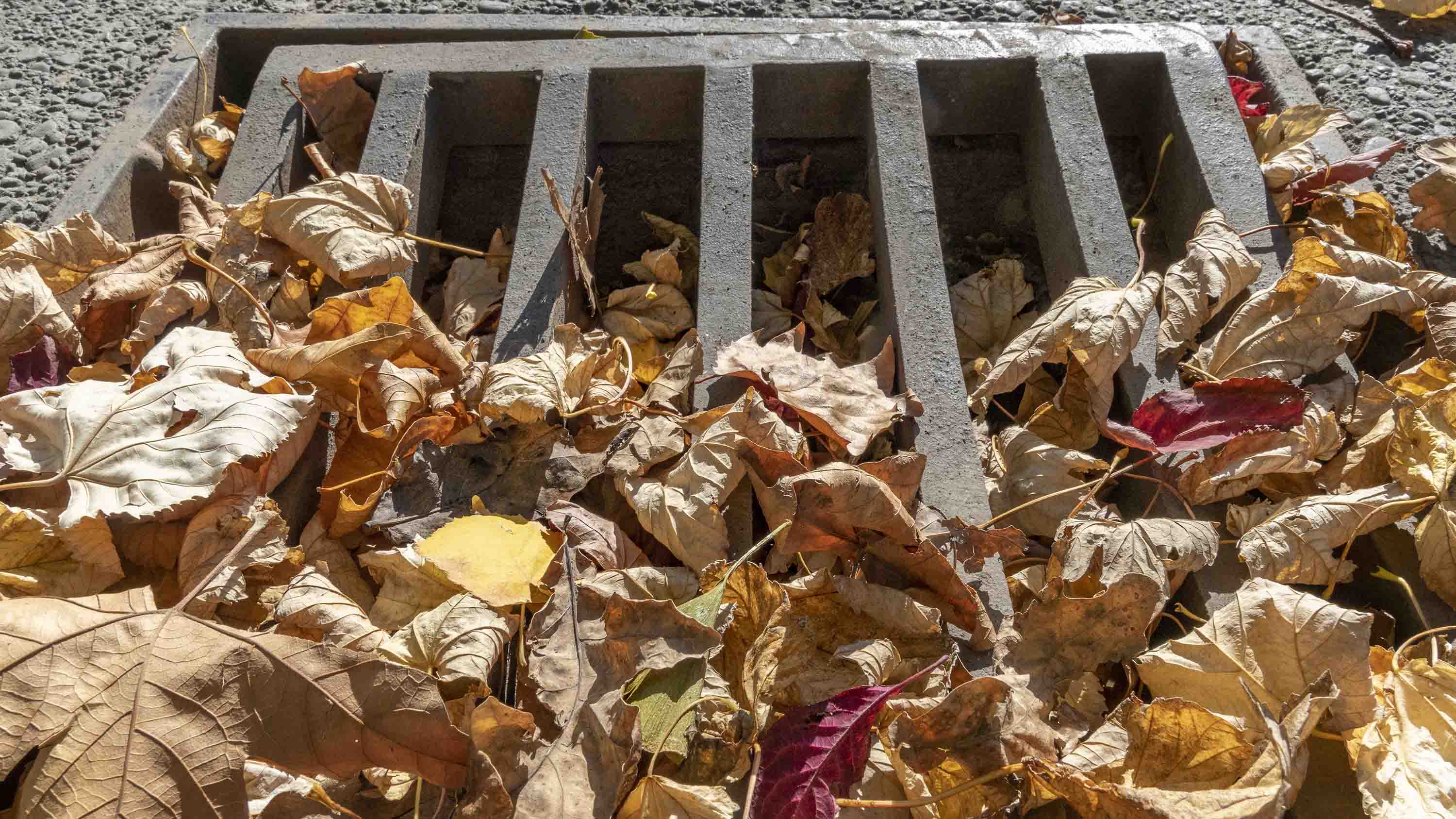 Autumn leaves carpet the city