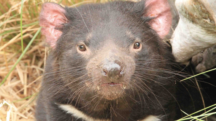 Devils make new home at Orana Wildlife Park