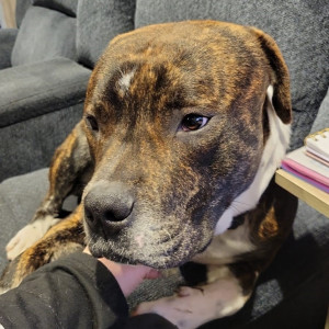 Staffy cross Rosco chilling at home.